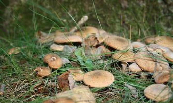Грибы к чему снятся К чему снятся опята собирать