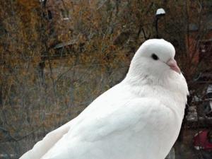 Приметы если птица ударилась в окно